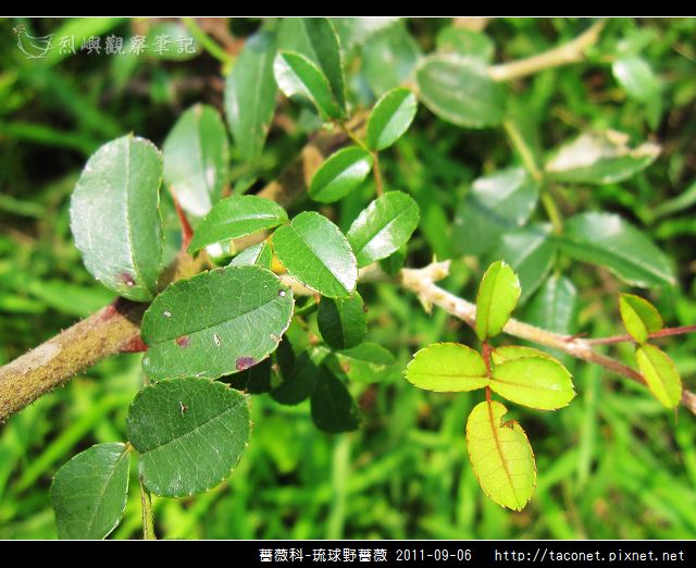 薔薇科-琉球野薔薇_15.jpg