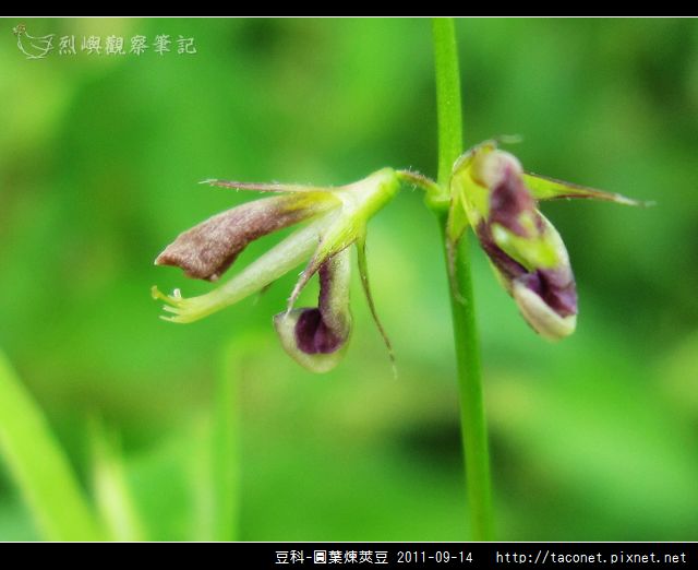 豆科-圓葉煉莢豆_10.jpg