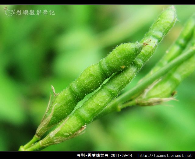 豆科-圓葉煉莢豆_09.jpg