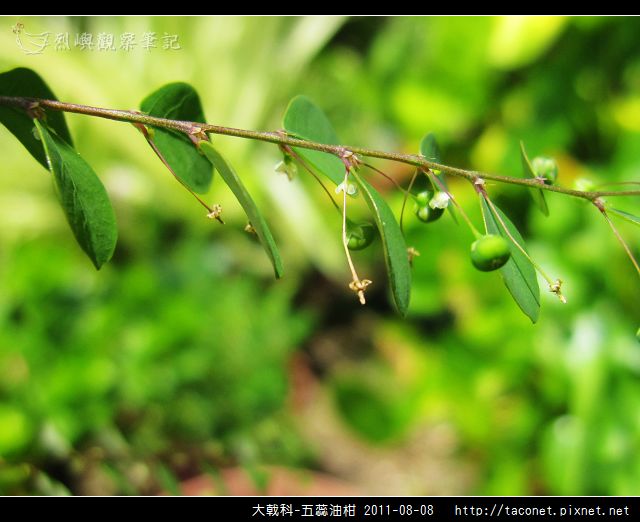 大戟科-五蕊油柑_03.jpg