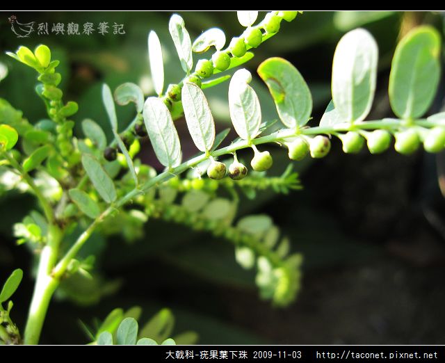大戟科-疣果葉下珠_02.jpg