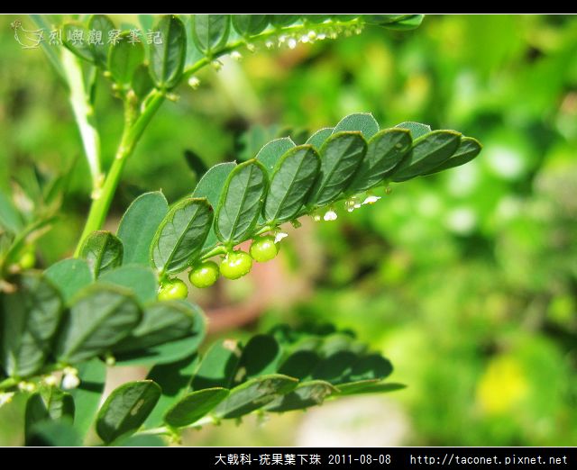 大戟科-疣果葉下珠_07.jpg