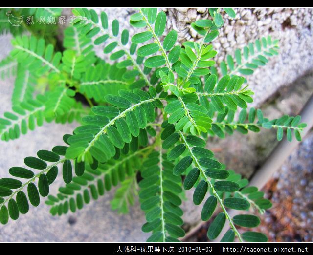 大戟科-疣果葉下珠_06.jpg