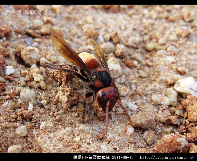 膜翅目-黃腰虎頭蜂_07.jpg