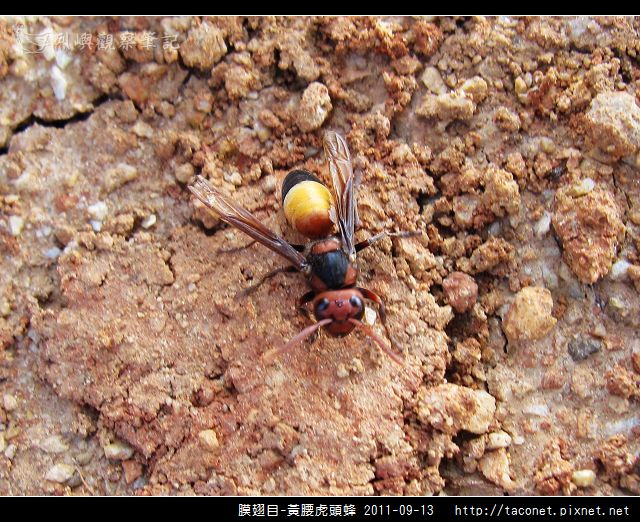 膜翅目-黃腰虎頭蜂_05.jpg