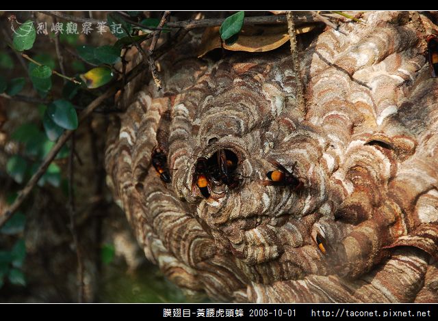 膜翅目-黃腰虎頭蜂_04.jpg