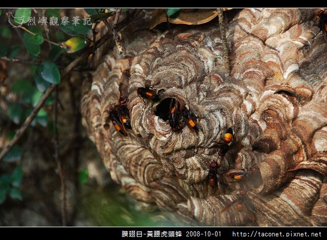 膜翅目-黃腰虎頭蜂_03.jpg