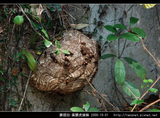 膜翅目-黃腰虎頭蜂_01.jpg
