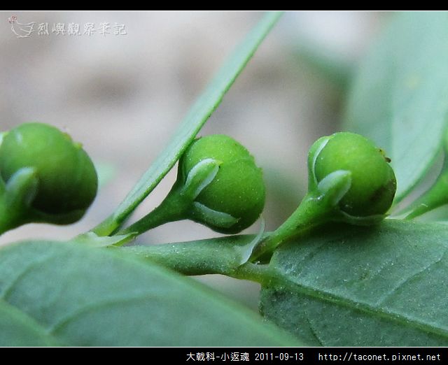 大戟科-小返魂_06.jpg