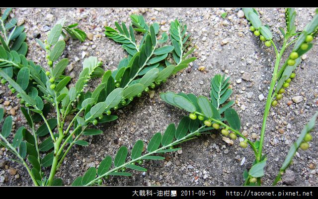 大戟科-油柑屬_01.jpg
