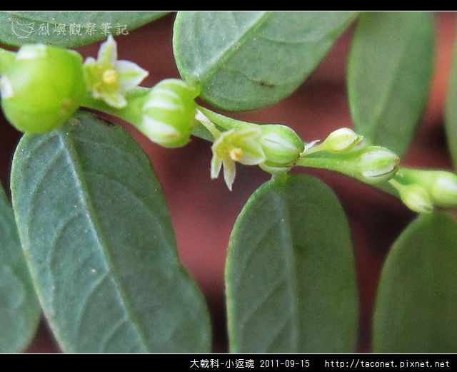 大戟科-小返魂_10.jpg