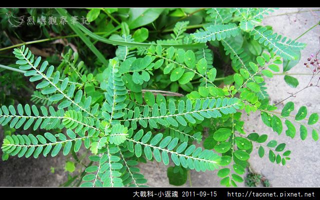 大戟科-小返魂_09.jpg