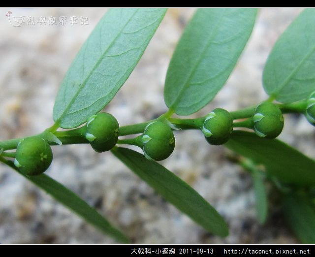大戟科-小返魂_07.jpg