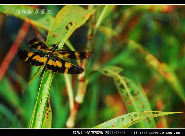 蜻蛉目-彩裳蜻蜓_07.jpg