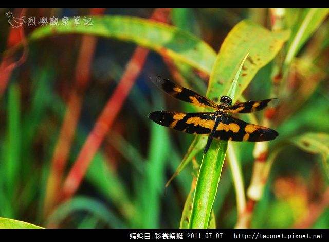 蜻蛉目-彩裳蜻蜓_06.jpg