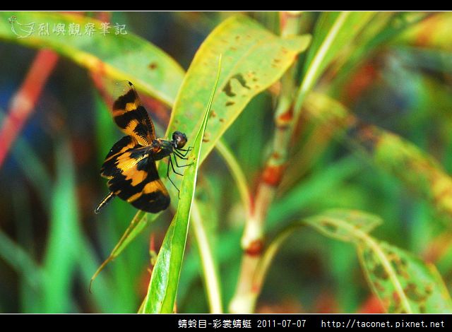 蜻蛉目-彩裳蜻蜓_05.jpg