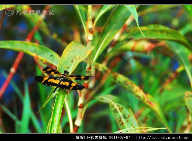 蜻蛉目-彩裳蜻蜓_04.jpg