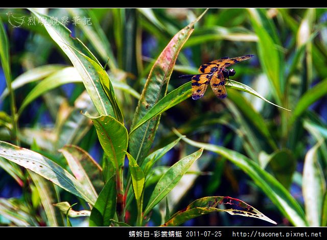 蜻蛉目-彩裳蜻蜓_03.jpg