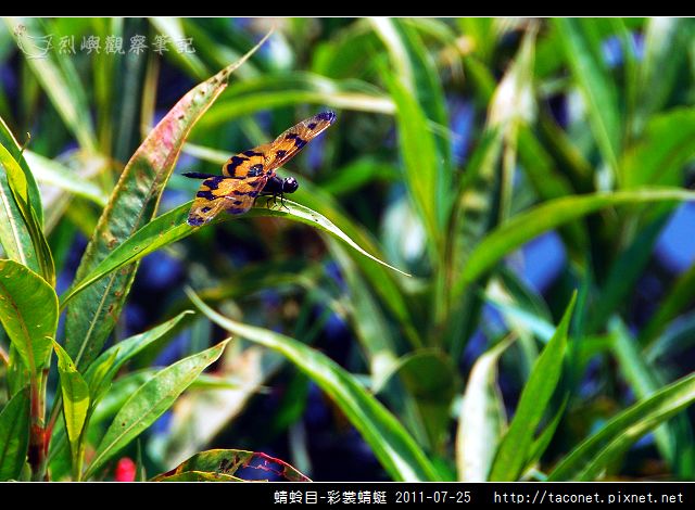 蜻蛉目-彩裳蜻蜓_02.jpg