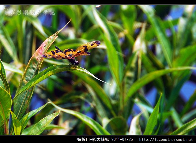 蜻蛉目-彩裳蜻蜓_01.jpg