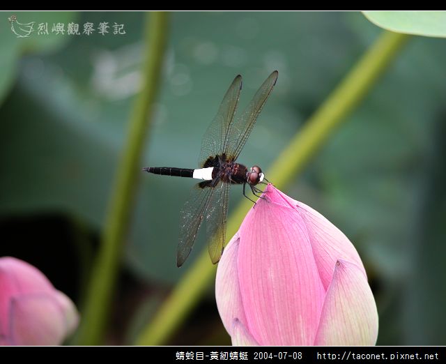 蜻蛉目-黃紉蜻蜓相簿封面