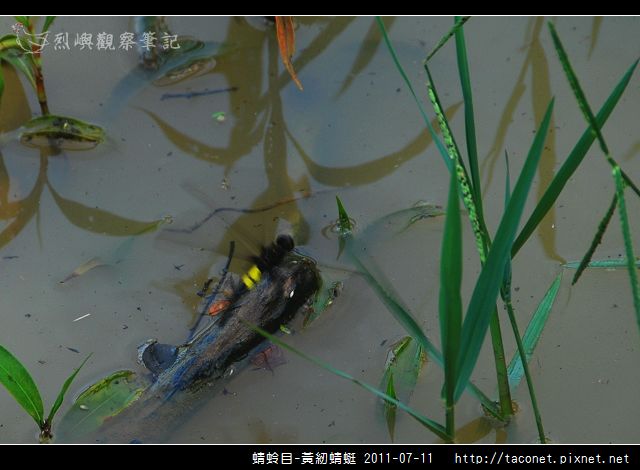 蜻蛉目-黃紉蜻蜓_02.jpg