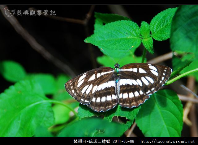 鱗翅目-琉球三線蝶_12.jpg