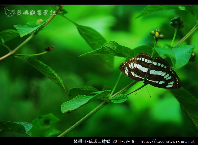 鱗翅目-琉球三線蝶_11.jpg