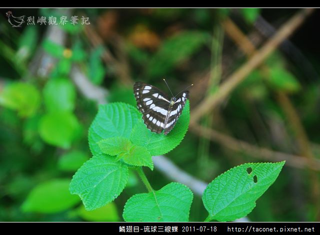 鱗翅目-琉球三線蝶_02.jpg