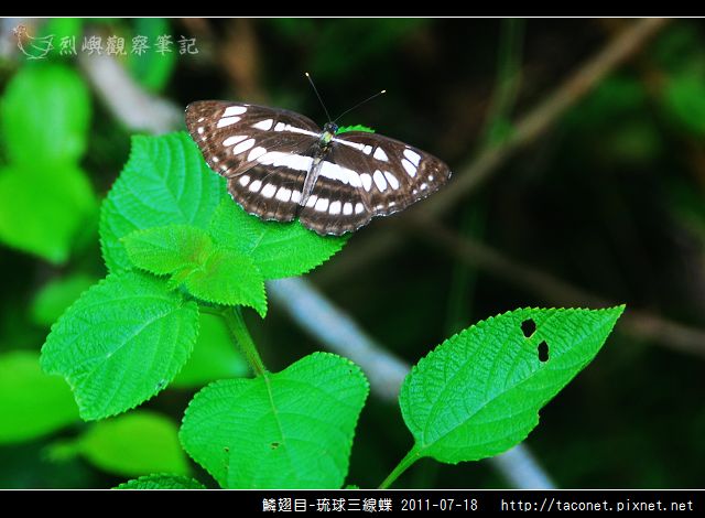 鱗翅目-琉球三線蝶_01.jpg