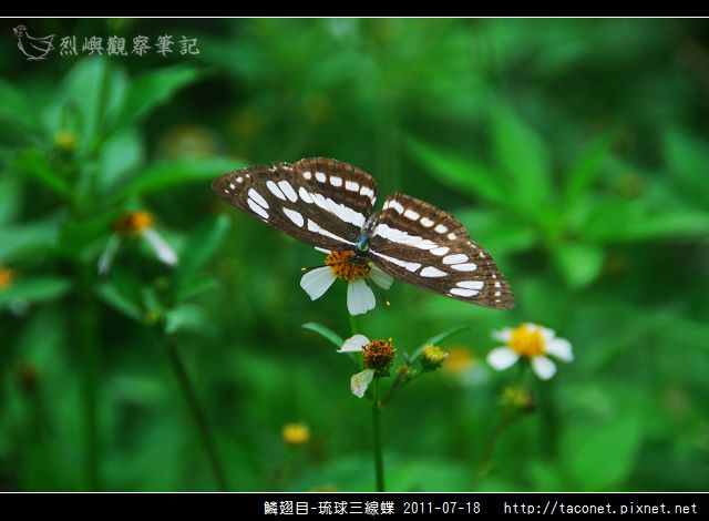 鱗翅目-琉球三線蝶_10.jpg