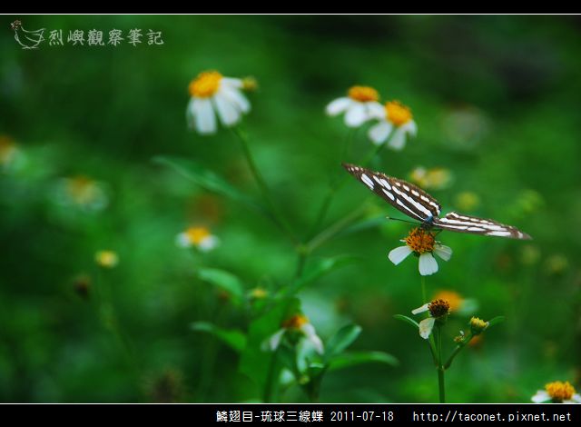 鱗翅目-琉球三線蝶_09.jpg