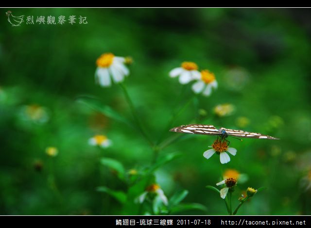 鱗翅目-琉球三線蝶_08.jpg