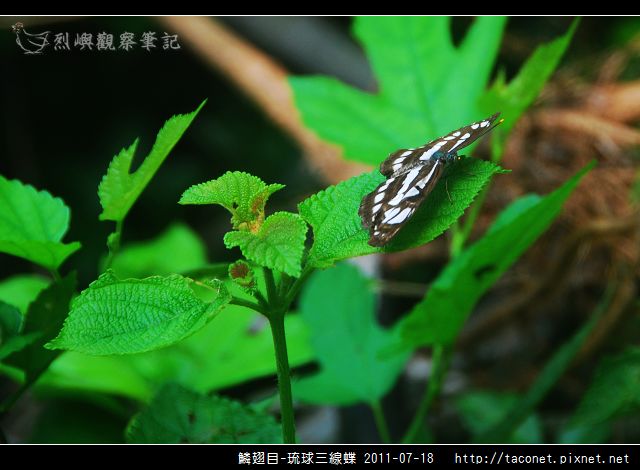 鱗翅目-琉球三線蝶_06.jpg