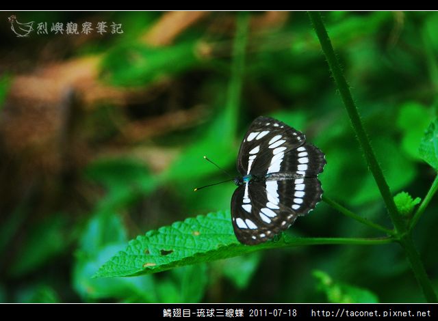 鱗翅目-琉球三線蝶_05.jpg