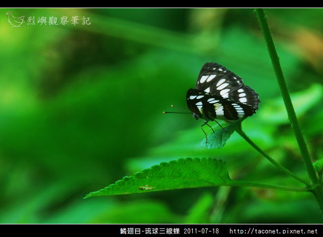 鱗翅目-琉球三線蝶_04.jpg