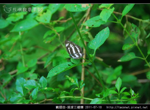 鱗翅目-琉球三線蝶_03.jpg