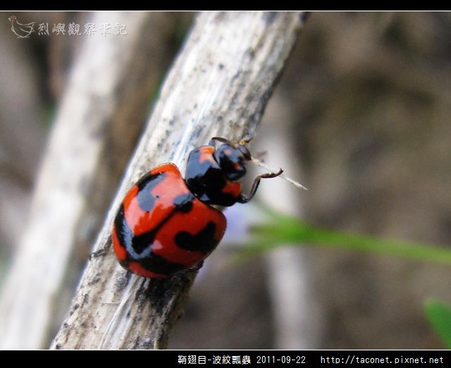 鞘翅目-波紋瓢蟲_11.jpg