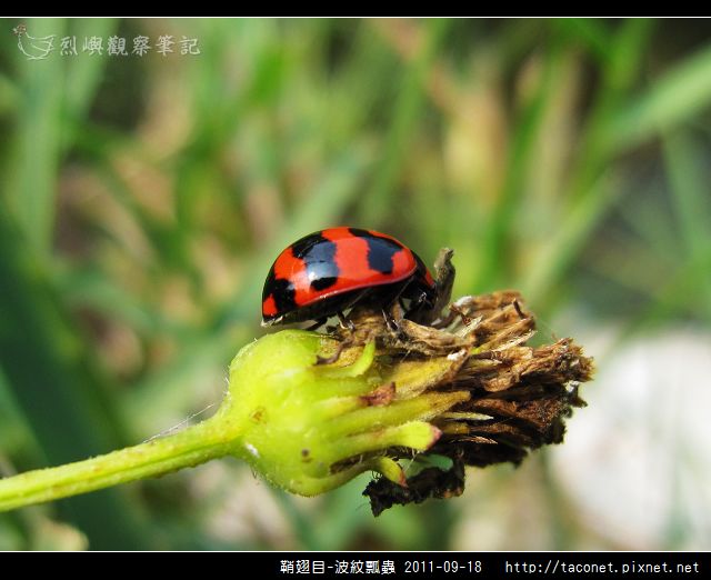 鞘翅目-波紋瓢蟲_06.jpg