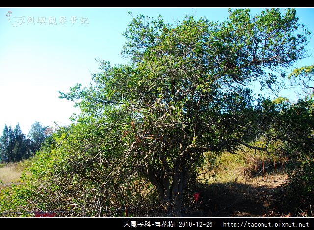 大風子科-魯花樹-04.jpg
