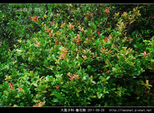大風子科-魯花樹-01.jpg