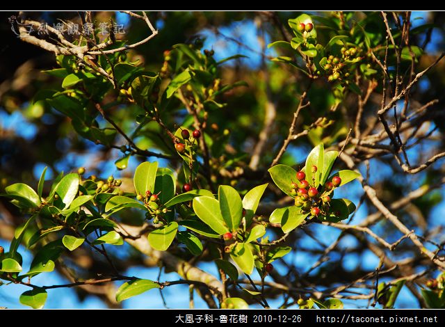 大風子科-魯花樹-07.jpg