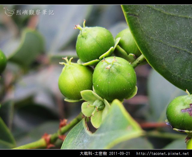 大戟科-土密樹_15.jpg