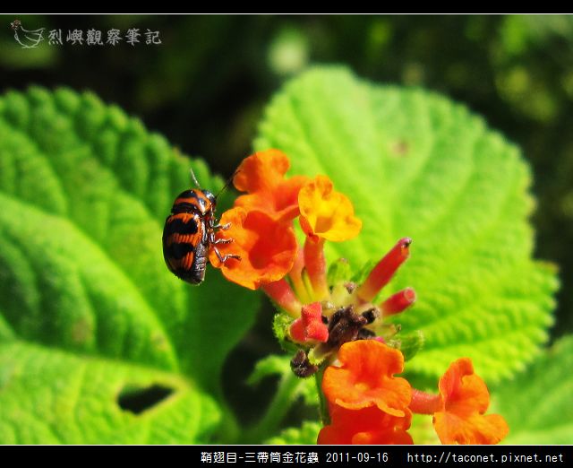鞘翅目-三帶筒金花蟲_15.jpg