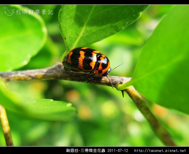 鞘翅目-三帶筒金花蟲_01.jpg