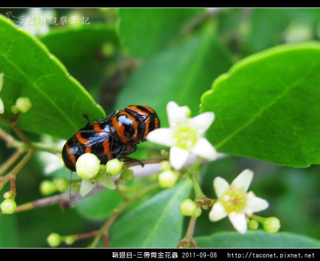 鞘翅目-三帶筒金花蟲_11.jpg
