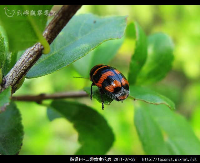 鞘翅目-三帶筒金花蟲_08.jpg