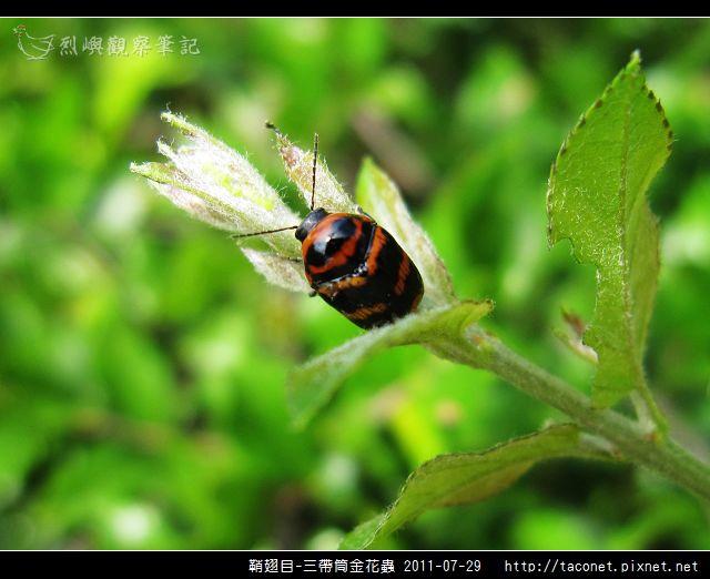 鞘翅目-三帶筒金花蟲_06.jpg