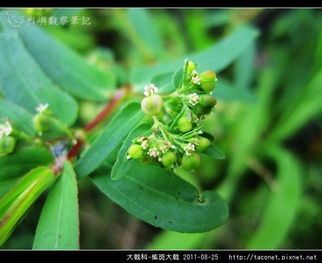 大戟科-紫斑大戟_11.jpg