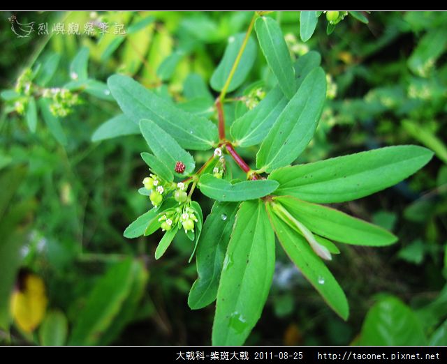 大戟科-紫斑大戟_10.jpg